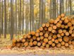 Industria lemnului contesta propunerea Suediei de a plati proprietarii de paduri pentru a amana exploatarile